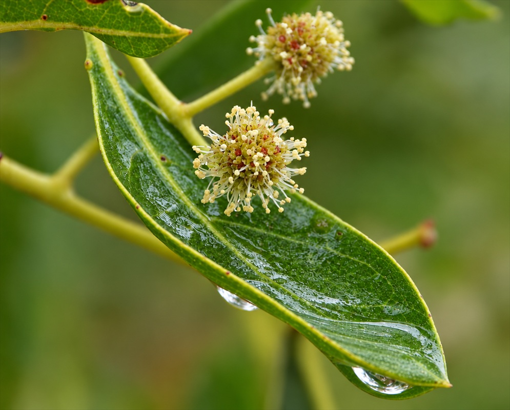 Conocarpus erectus Paired Cream Flowerheads Conocarpus erectus carries two rounded cream flowerheads above a glossy green leaf