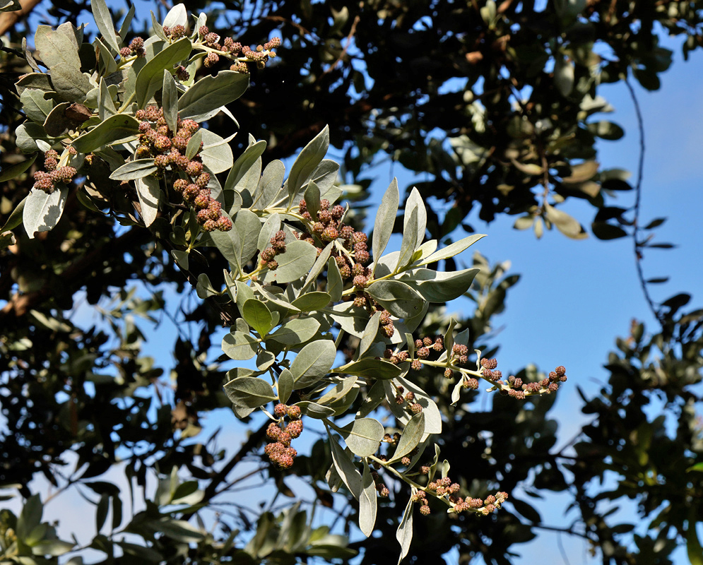Conocarpus erectus Flower Buds Branch of Conocarpus erectus with clusters of small rounded flower buds and elliptical gray-green leaves against a clear sky