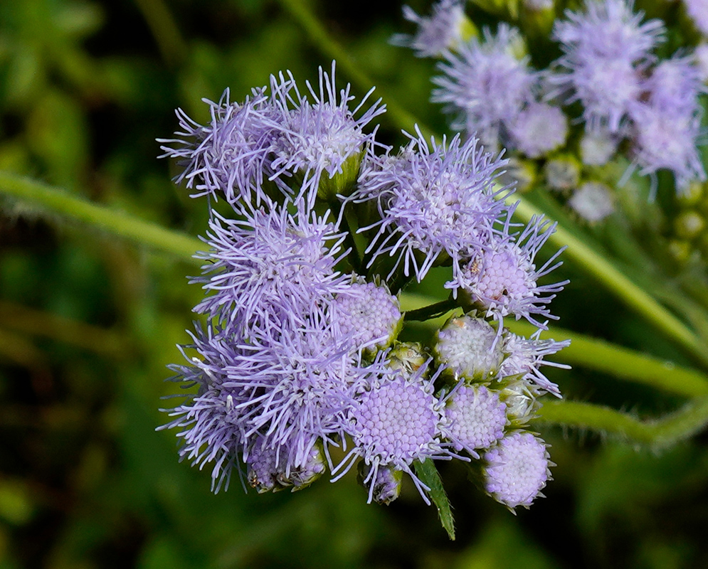 Conoclinium coelestinum Flowers Cluster of Conoclinium coelestinum flowers showing fluffy lavender-blue disc florets with delicate threadlike petals