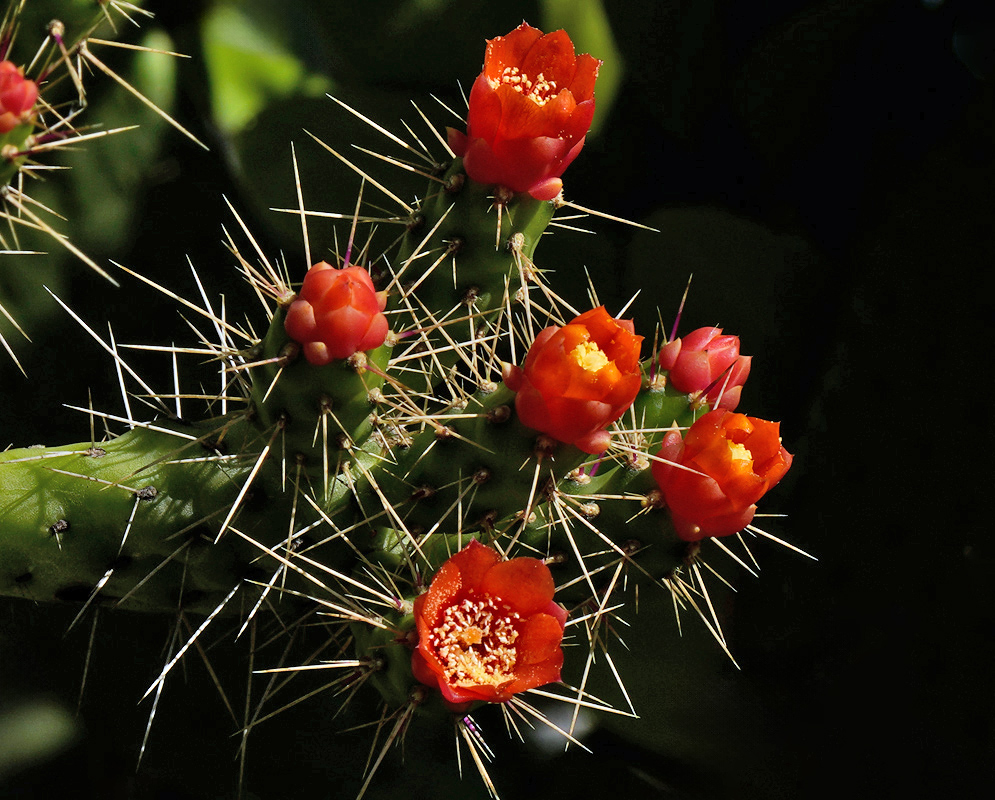 Consolea corallicola cactus with sharp spines and clusters of bright red-orange flowers in bloom