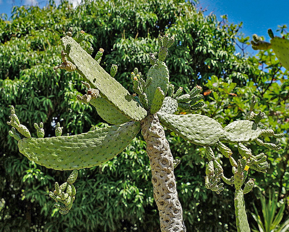 Consolea moniliformis cactus under blue skies