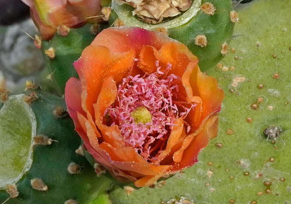 Consolea rubescens cactus flower with orange petals and a cluster of pink filaments in the center