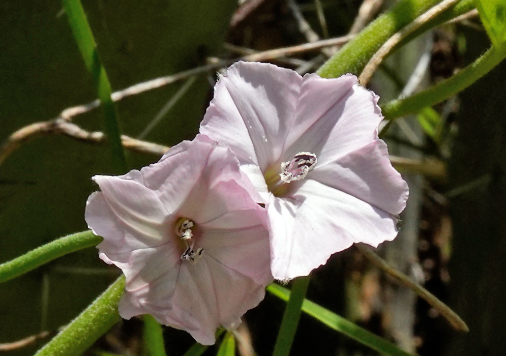 Convolvulus crenatifolius Pink Flowers Close-up of two Convolvulus crenatifolius flowers with delicate pale pink petals and visible central stamens surrounded by green stems