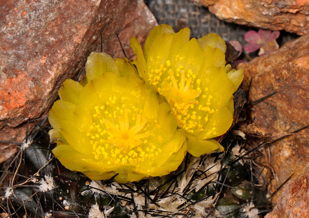 Copiapoa cactus with two open yellow flowers among black spines and rocks