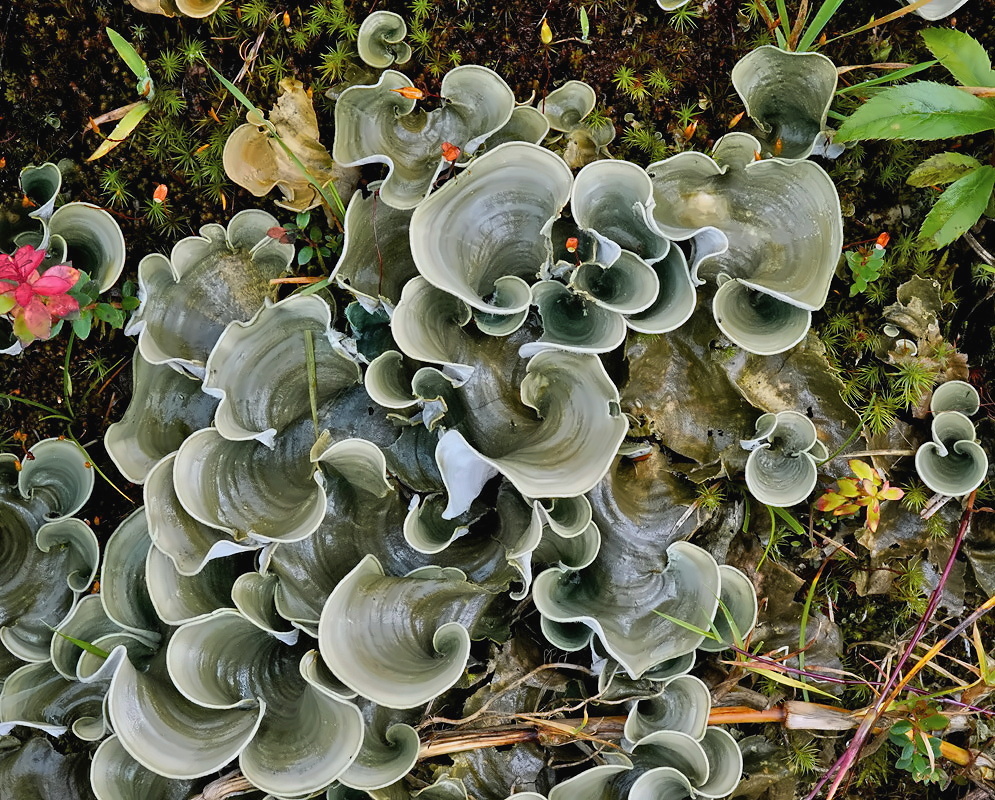 Cora showing plant portrait photographed in the Sierra Nevada de Santa Marta, Colombia