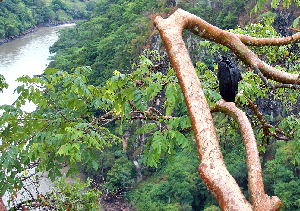A Black Vulture on a tree over-looking a river