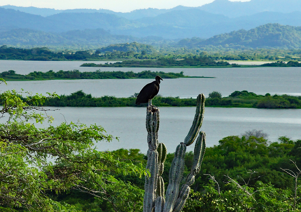 A black vulture perching on top of a cactus overlooking a lagoon