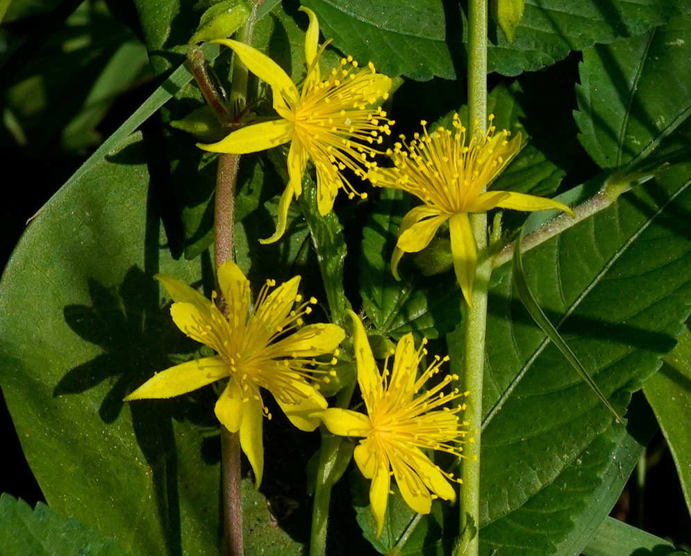 Corchorus orinocensis Yellow Flowers Bright yellow star-shaped flowers with numerous long stamens growing on a green leafy stem