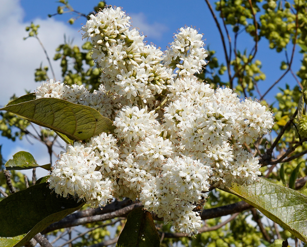 Cordia alliodora White Flowers A large cluster of small white star-shaped flowers of Cordia alliodora tightly packed together on a branch with broad green leaves