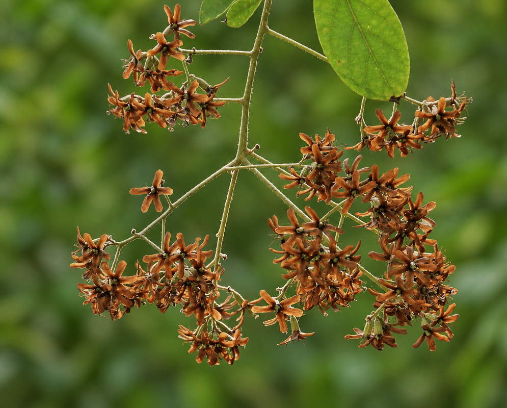 Gold-brown Cordia alliodora with dry flowers on a inflorescence 