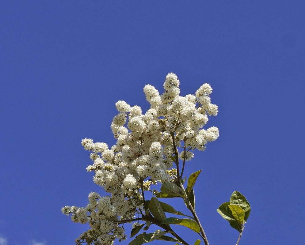 Errect Cordia alliodora inflorescence with white flowers under a blue sky