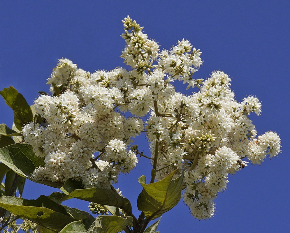 An inflorescence of Cordia alliodora white flowers