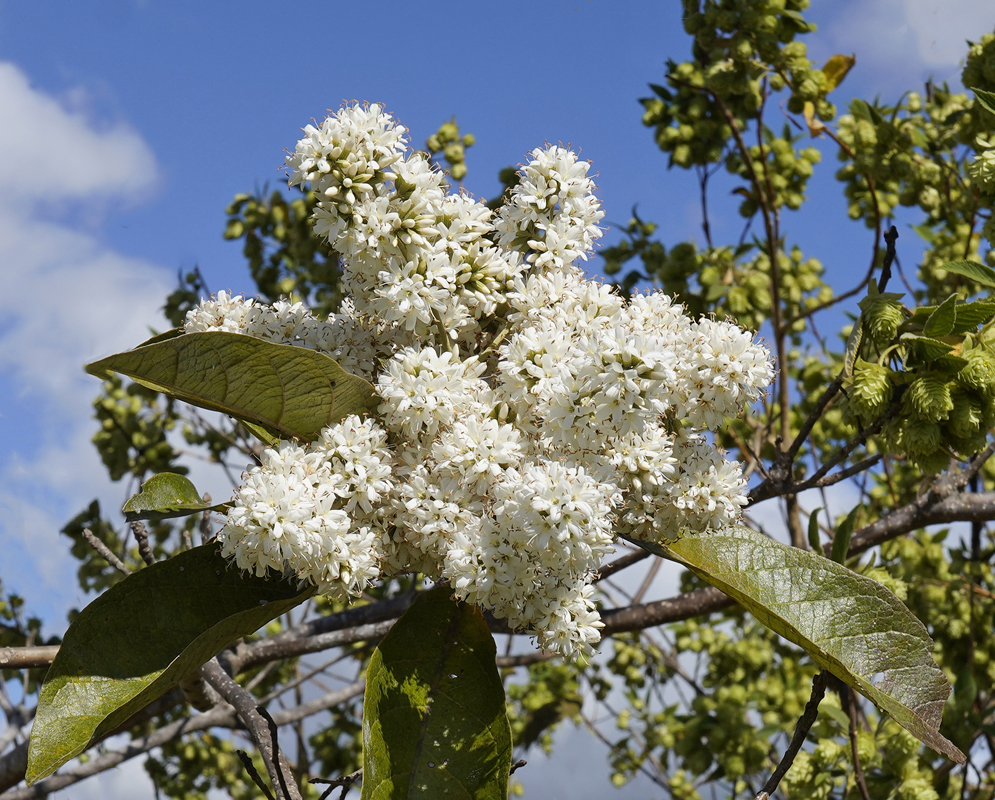 An inflorescence of Cordia alliodora white flowers and flower buds