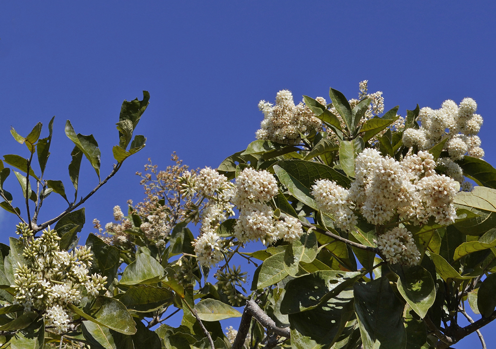 The flowering top of a Cordia alliodora tree under blue sky