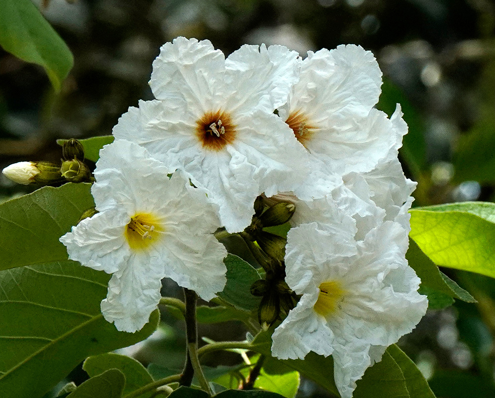 Cordia boissieri White Flowers A cluster of Cordia boissieri flowers with crinkled white petals and yellow to brown throats surrounded by green leaves