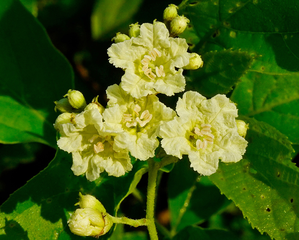 Small cluster of delicate yellow Cordia dentata flowers with pale stamens and surrounding green foliage