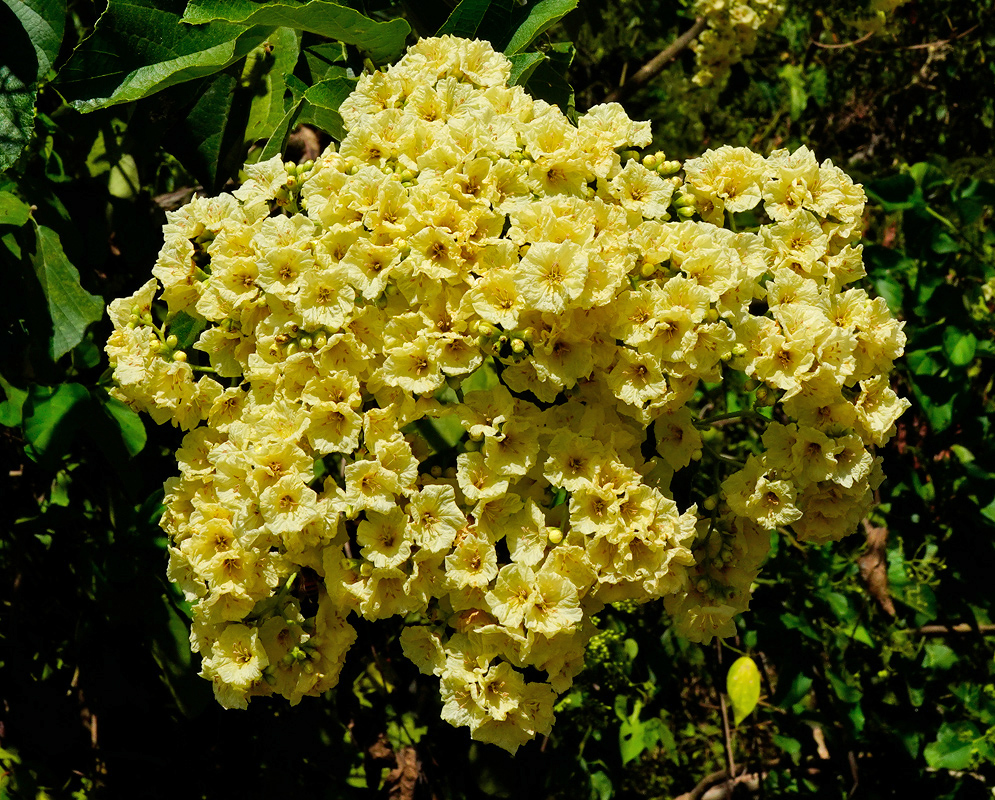 A dense inflorescence of yellow Cordia dentata flowers clustered together in bright sunlight, surrounded by broad green leaves