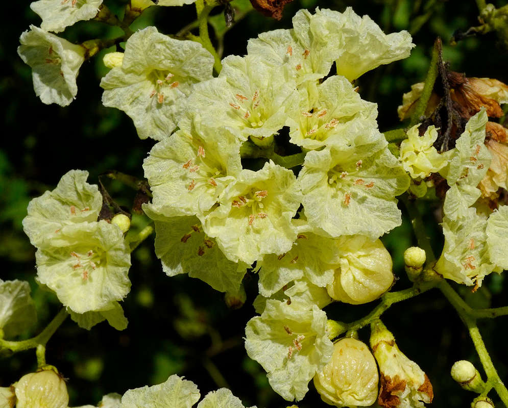 Close-up of wrinkled yellow Cordia dentata flowers with visible anthers and unopened flower buds