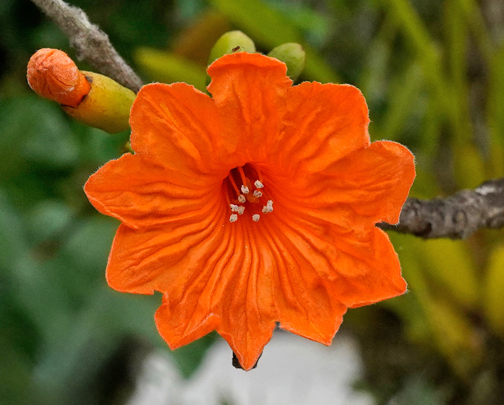 Bright orange Cordia dodecandra flower with six slightly crinkled petals and visible white stamens at the center