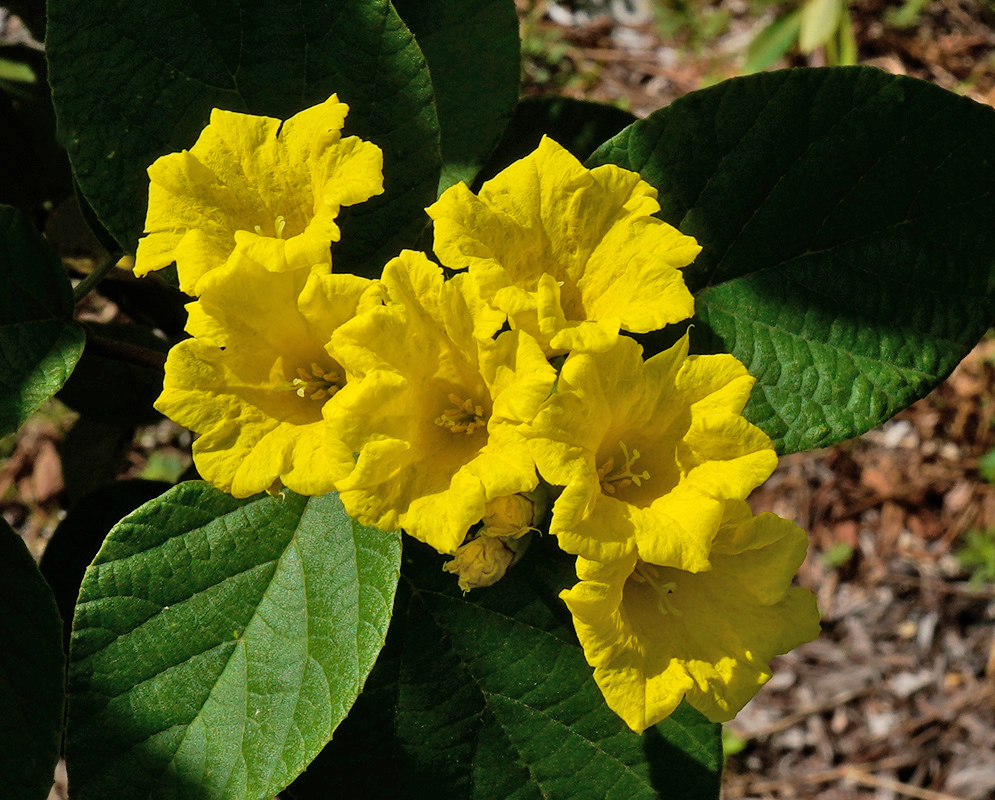 Cordia lutea Yellow Flowers Cluster of bright yellow Cordia lutea flowers with wrinkled petals and prominent stamens against broad green leaves
