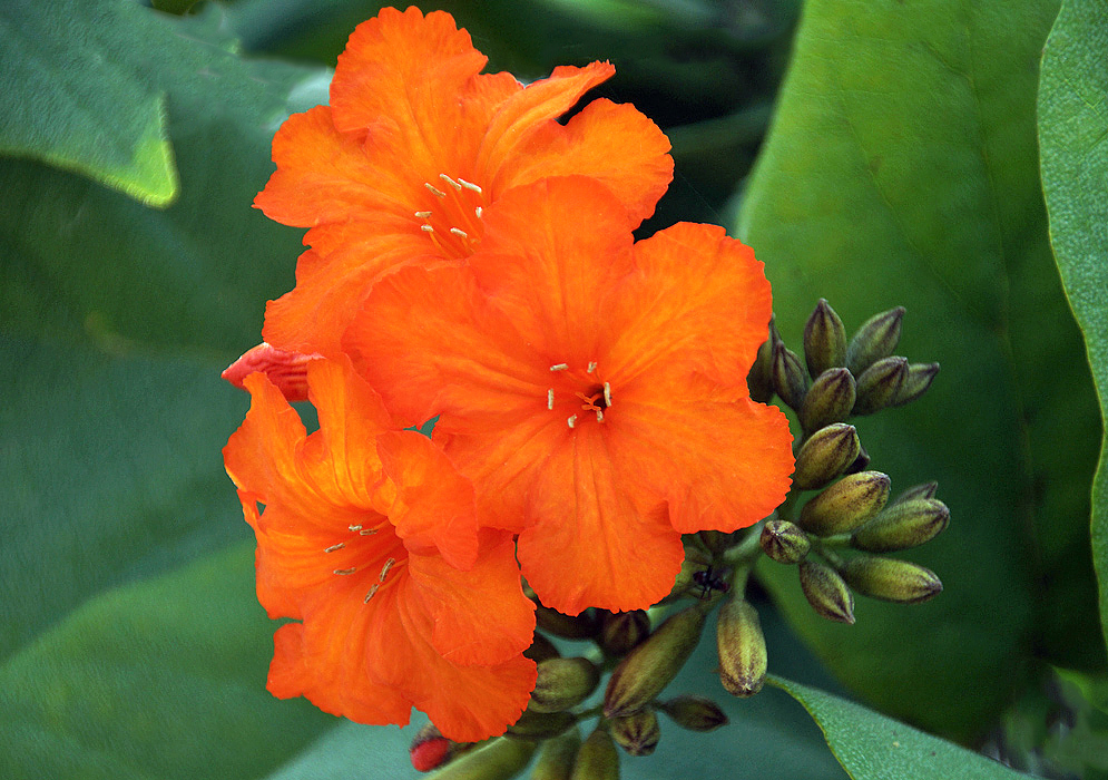 Three orange Cordia sebestena flowers with light brown anthers