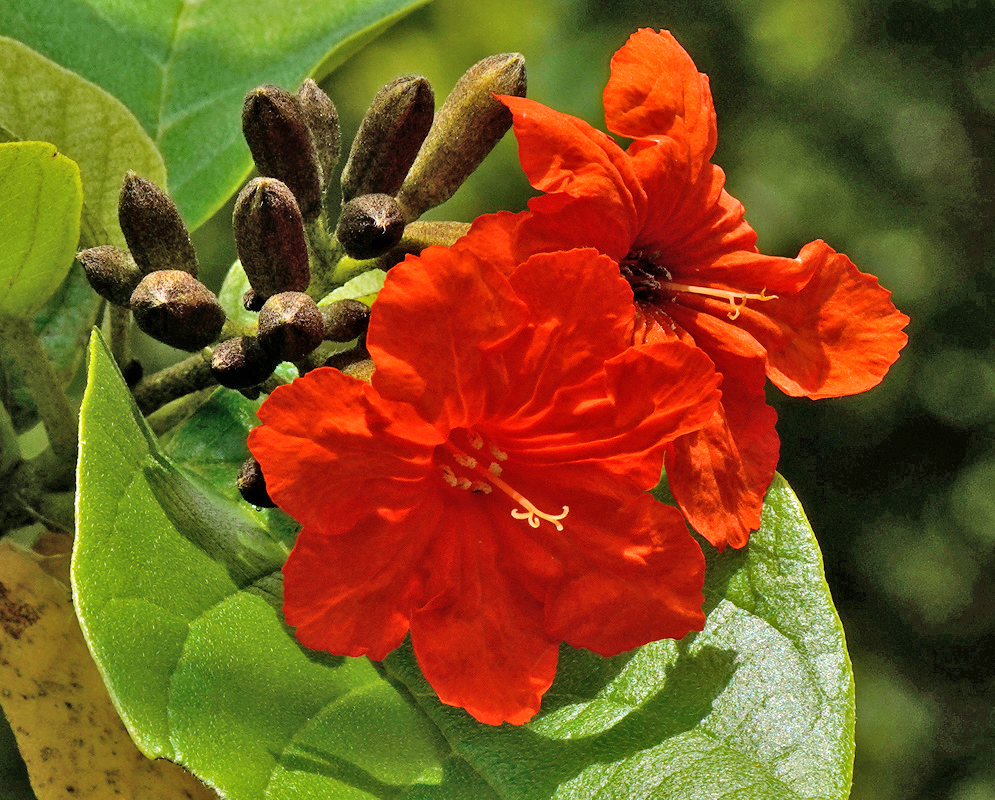 Cordia sebestena flowers and buds Pair of radiant Cordia sebestena flowers in bright orange color, blooming near unopened dark buds and fuzzy green leaves