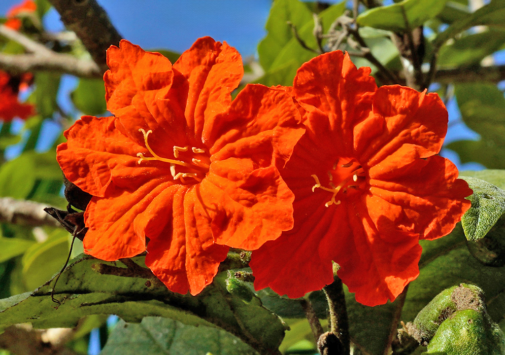 Cordia sebestena orange flowers Two vivid orange Cordia sebestena flowers with rippled petals and long stamens, glowing in direct sunlight