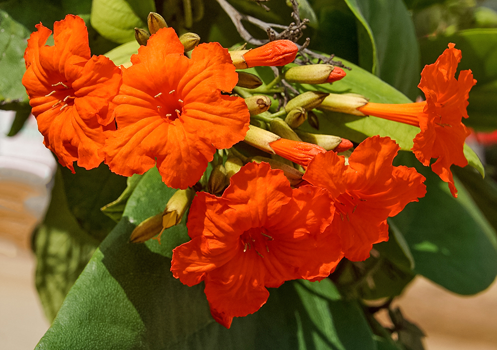 A cluster of bright orange Cordia sebestena flowers in dabbled sunlight