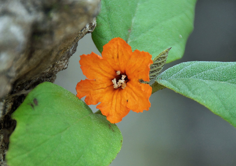 An orange Cordia subcordata flower with light brown anthers