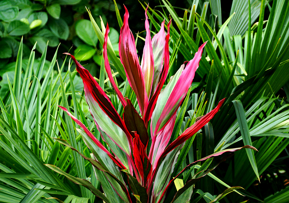 Green and red leaves of a Cordyline fruticosa