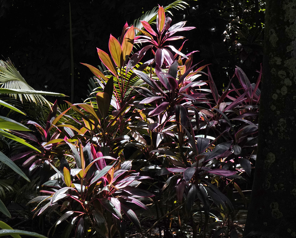 Dark red and purple leaves of a Cordyline fruticosa