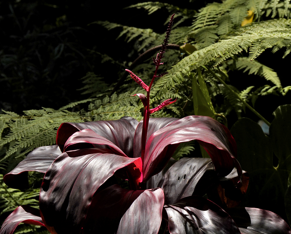 Dark red leaves with flower spike
