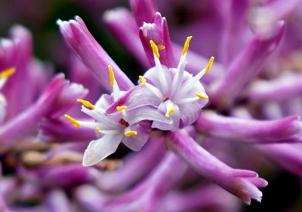 Cordyline fruticosa white and purple flowers with yellow anthers