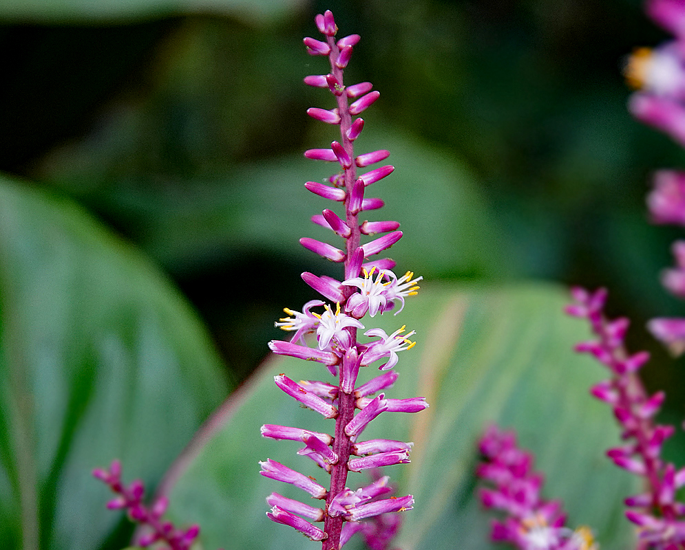 Cordyline fruticosa inflorescence with white and purple flowers