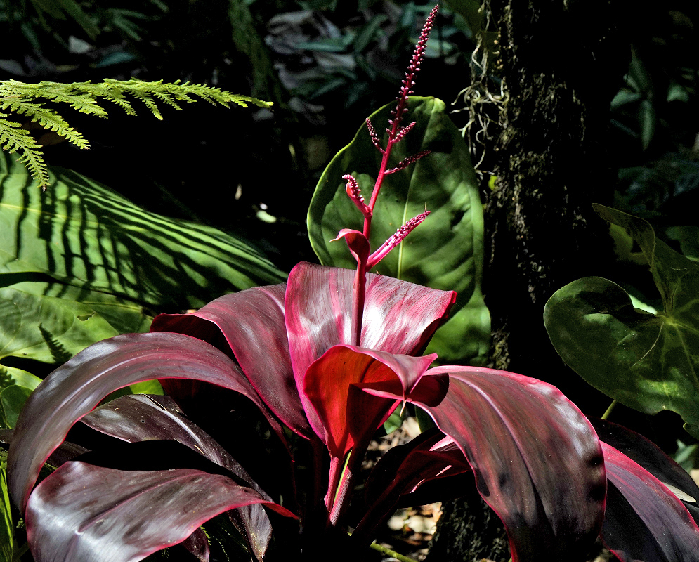 Cordyline fruticosa red leaves and infloresence in sunlight