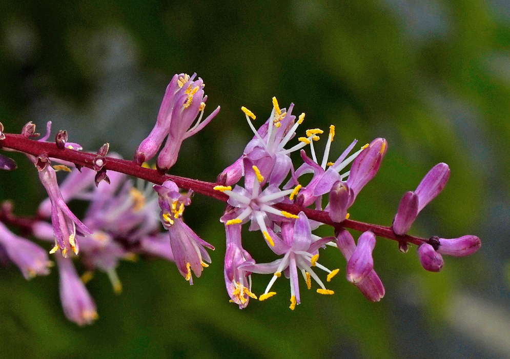Cordyline fruticosa Flower Cluster Cordyline fruticosa flower cluster with vivid pink and white star-like blooms and yellow-tipped anthers displayed on a red stem