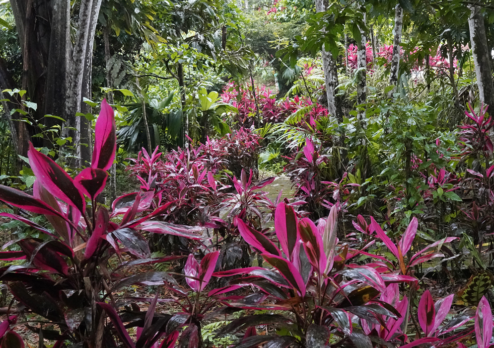 Green, pink , red Cordyline fruiticosa leaves