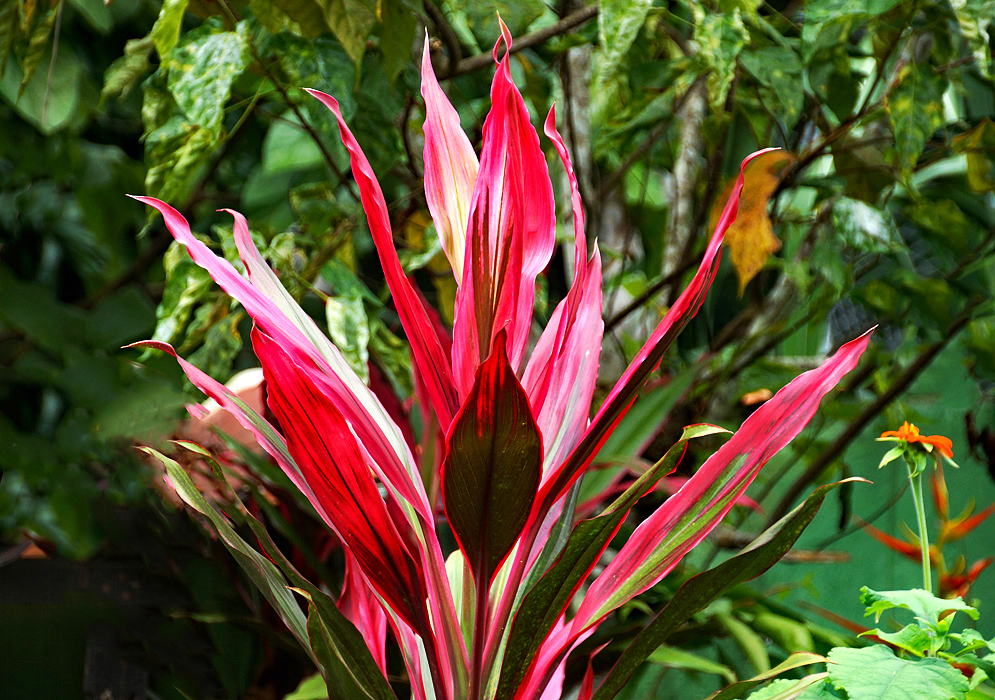 Red and green  leaves of a Cordyline 