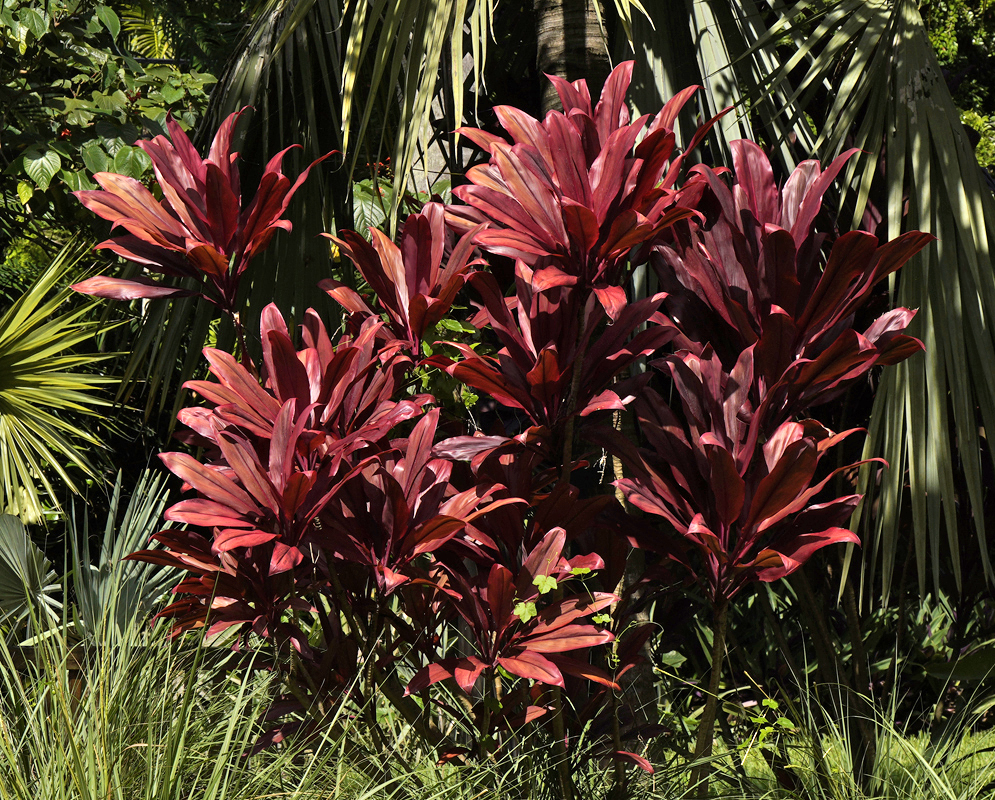 Cordyline red back in front green leaves