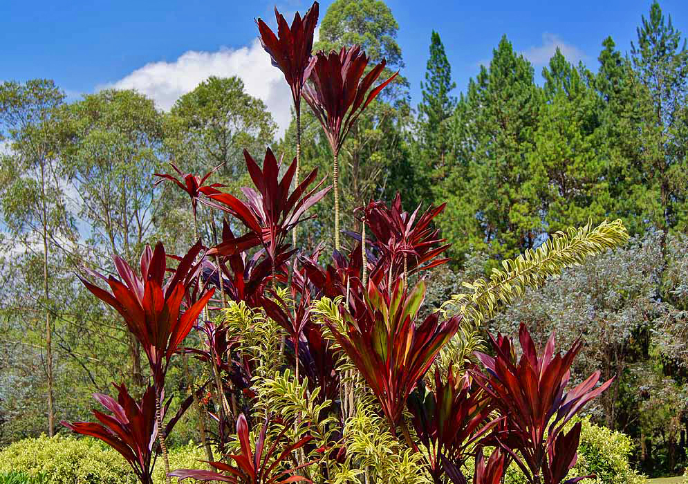 Tall Cordyline fruticoss stalks with red leaves