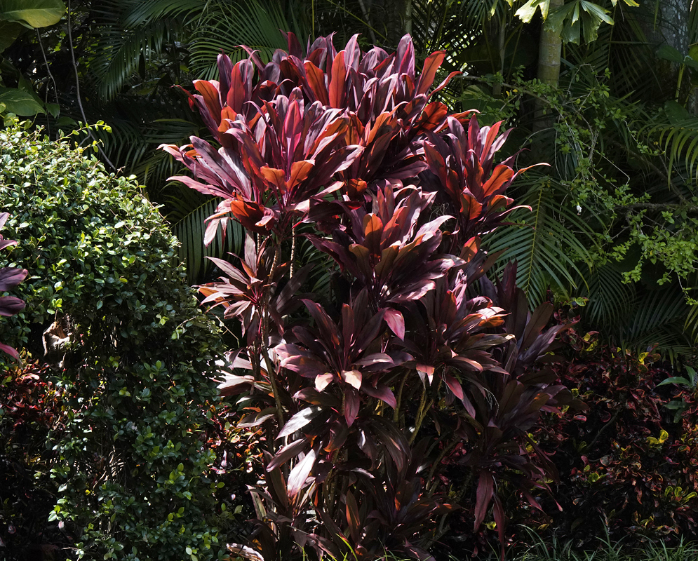 Bright red and purple leaves of a cordyline fruticosa 