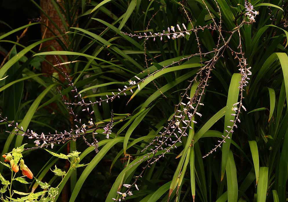 Cordyline stricta Inflorescences with violet flowers and purple buds