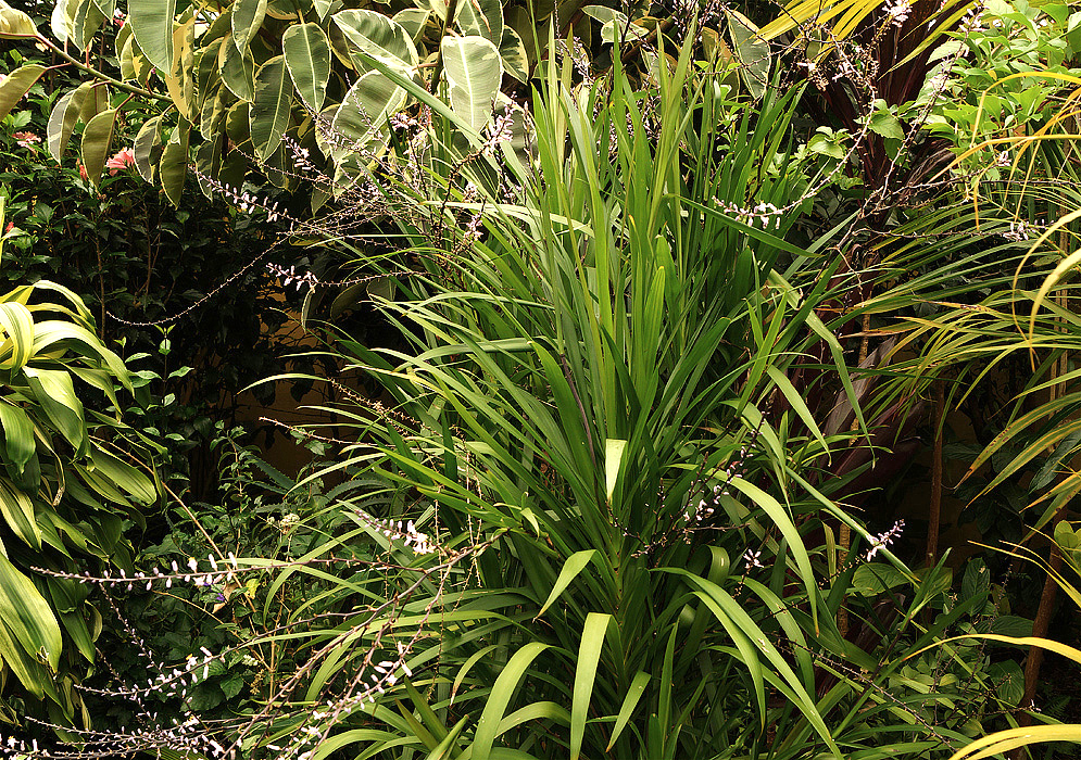 Cordyline stricta leaves and flowering inflorescences