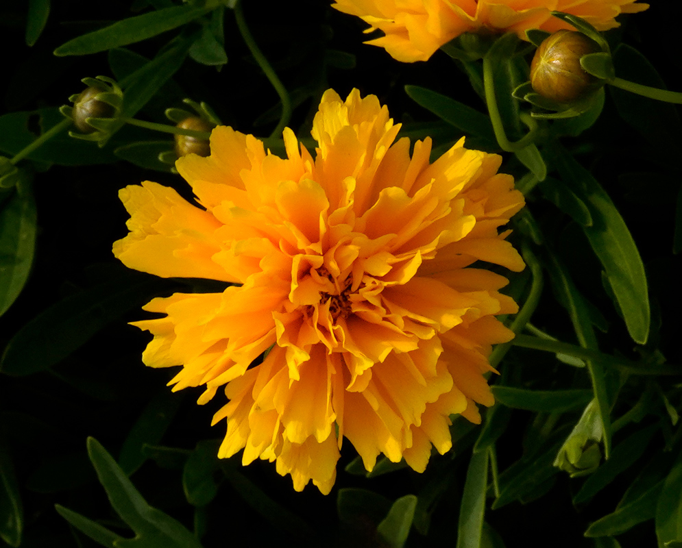 Bright golden-yellow Coreopsis auriculata flower in full bloom with layered ruffled petals surrounded by green foliage Bright golden-yellow Coreopsis auriculata flower in full bloom with layered ruffled petals surrounded by green foliage