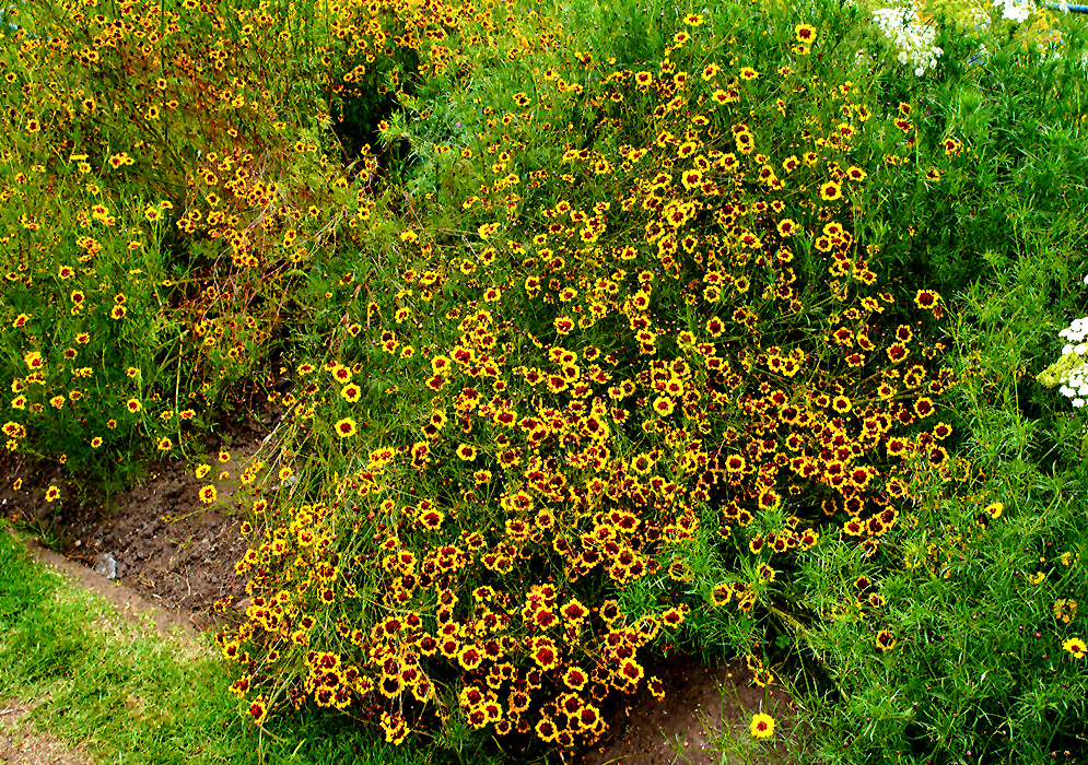 A border of tall yellow Coreopsis basalis flowers