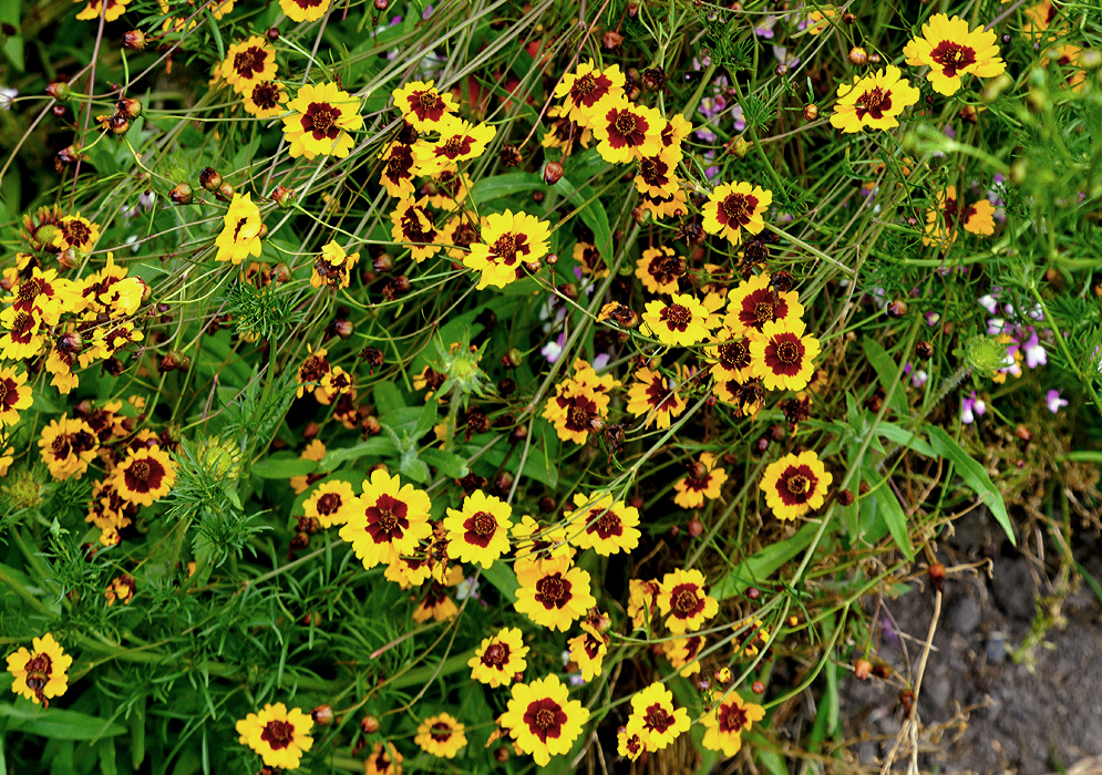 Coreopsis basalis daisy-like yellow flowers with red centers