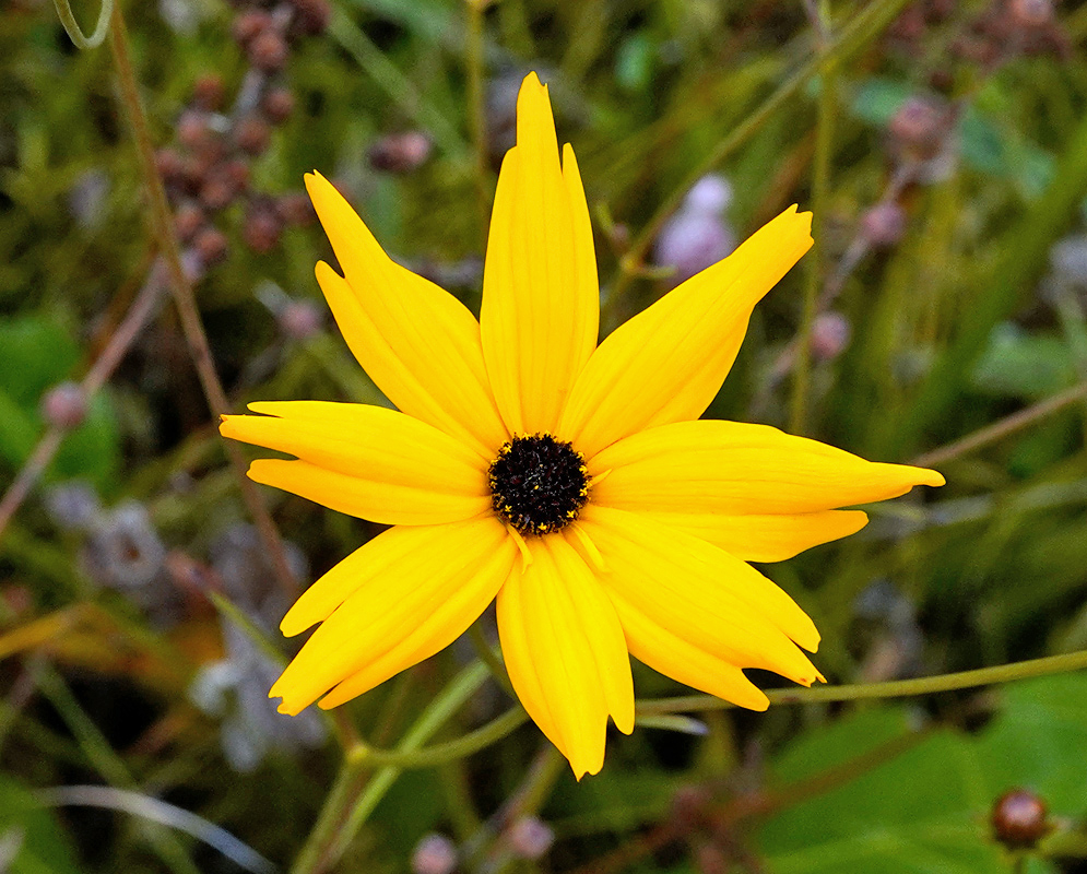 Coreopsis gladiata Yellow Flower A close-up of a bright yellow Coreopsis gladiata flower with slender petals radiating from a dark central disk