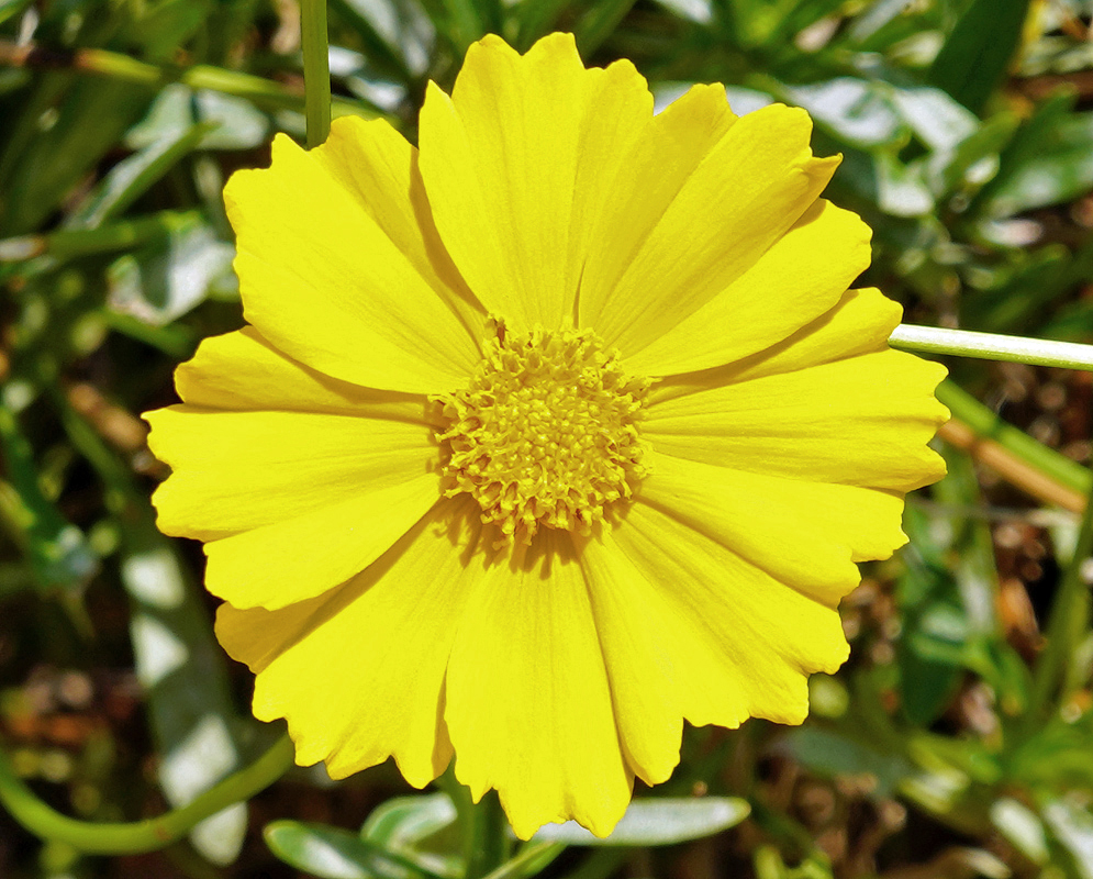 Coreopsis lanceolata yellow flower in sunlight