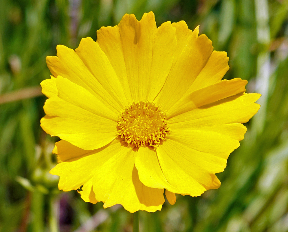 Yellow Coreopsis lanceolata flower