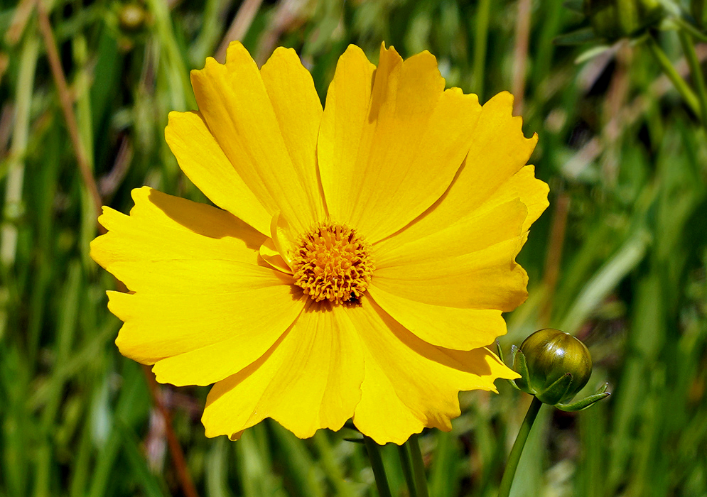 Coreopsis lanceolata yellow flower and flower bud